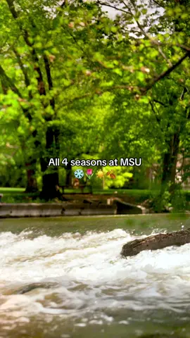 The most beautiful campus, no matter the season 🫶 #MichiganState #GoGreen #CollegeCampus #Seasons