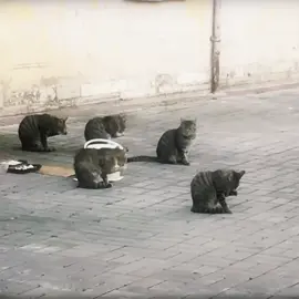 THE SYNCHRONIZED CATS #respect 