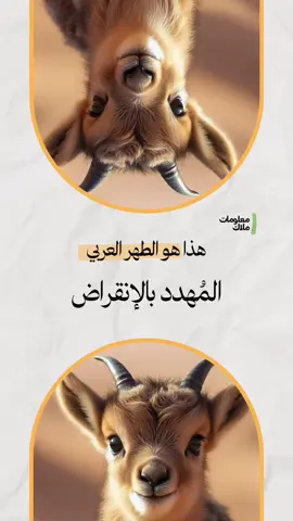 يتمتع الطهر العربي بنطاق رؤية يصل إلى 340 درجة بسبب عينيه المستطيلة ✨ #معلومات_ملاك #الطهر_العربي #مهدد_بالانقراض #الإمارات #حماية #اكسبلور #معلومات #animals #info #explore #explorer  