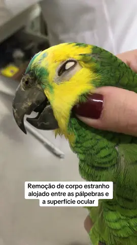 Uma pepita de girassol estava alojada no saco conjuntival deste papagaio. Nós chamamos de “corpo estranho” toda estrutura que se encontre em uma região do corpo e que não seja originária dele.  Nesse caso, o corpo estranho estava localizado entre as pálpebras e a superfície ocular. Por sorte não gerou consequências à córnea. #papagaio #aves #animaissilvestres  #vet #oftalmologiavet #veterinária 