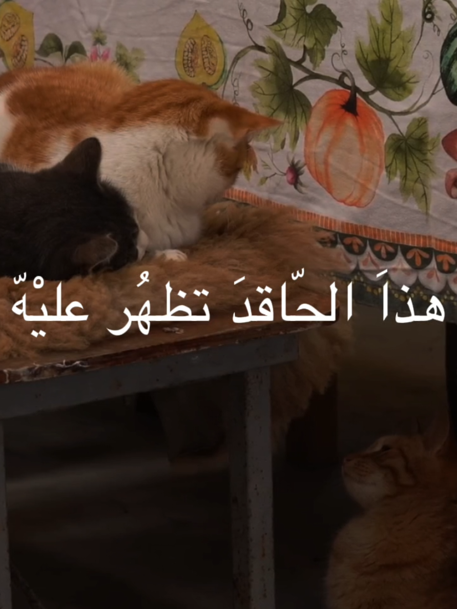 ماعنده مانع يكذب يفتري #الشيخ_احمد_الوائلي  #اكسبلورexplore 
