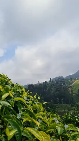 Surah Yusuf  Sheikh Ali Jabir, May Allah grant him jannatul firdaus  #quran 