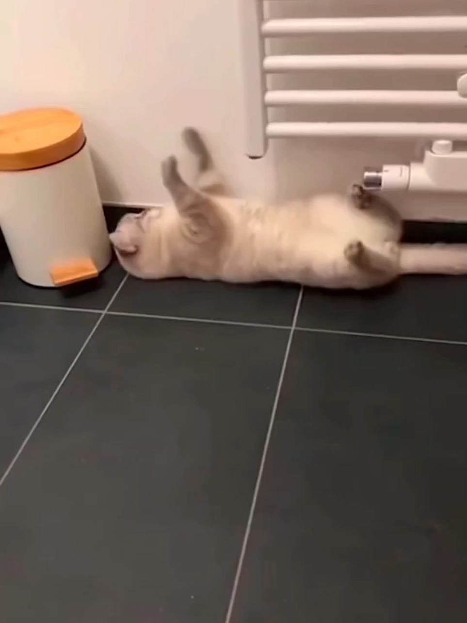 Funny Cats 🤣🤣 They can be really funny sometimes 😂 #kitten #funny #funnycat #funnypets #funnyanimals #funnycatsoftiktok #cutecat #catlover #catsoftiktok #cats 