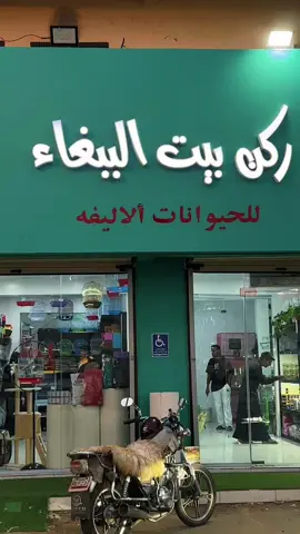 فتح عندنا مكان لطيف وجميل مره 🥹🤍يخص عالم الحيوانات#صامطه_احدالمسارحه #جديد_جازان #اكسبلور #حيوانات #طيور 