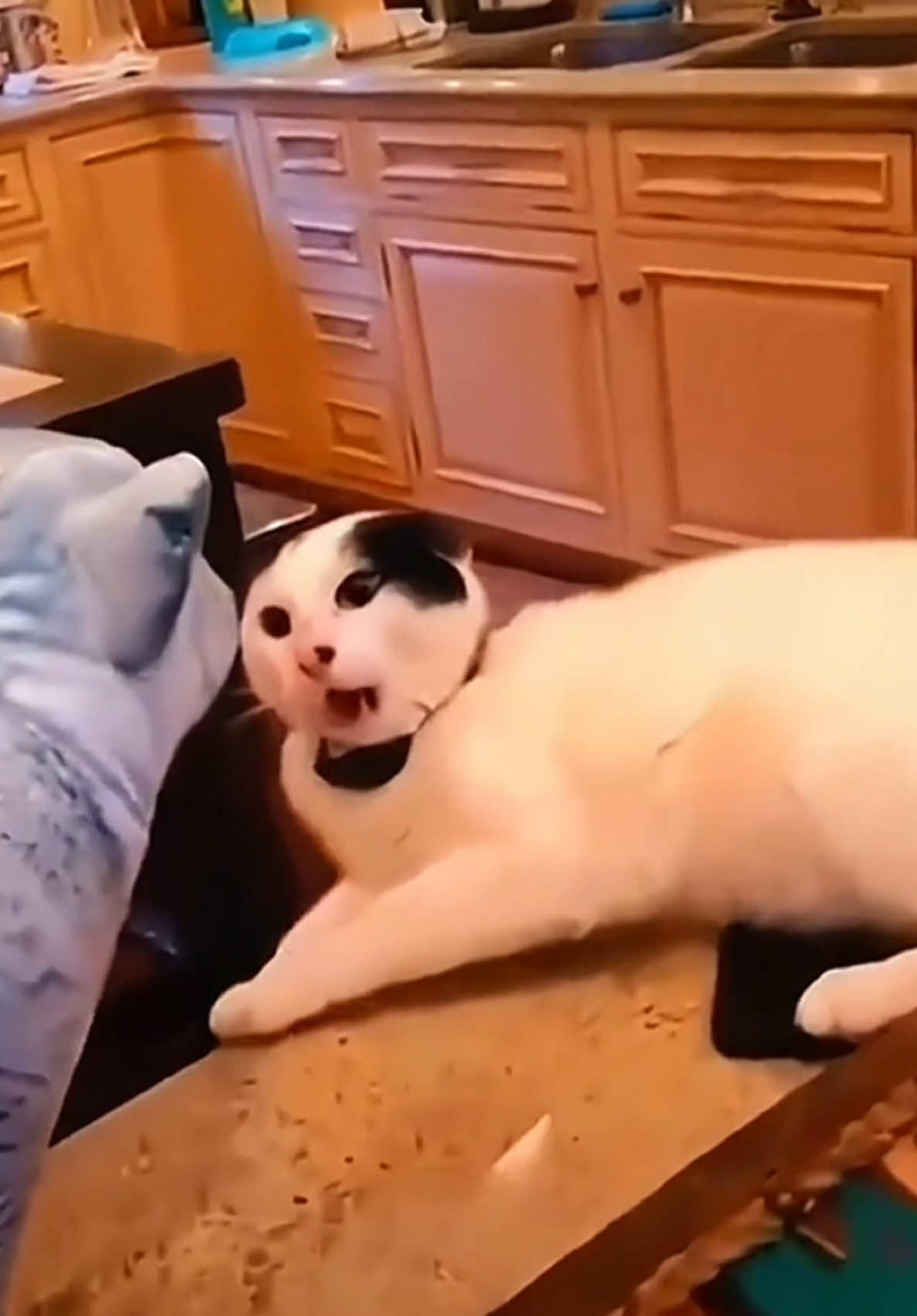 Cat Overreacting | Cats Getting Scared | Funny Cat Videos 🐱#funnycats #funnyanimals #funnypets #catsoftiktok #cat #catoverreacting #creatorsearchinsights  