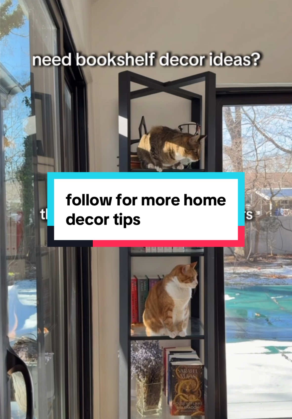 the one of the top shelf is from @Animal League America, orange one from spca south carolina. you’re welcome