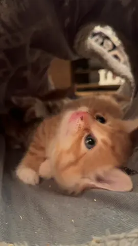 #kitten#ginger#eyes#fyp#viral#cattok 