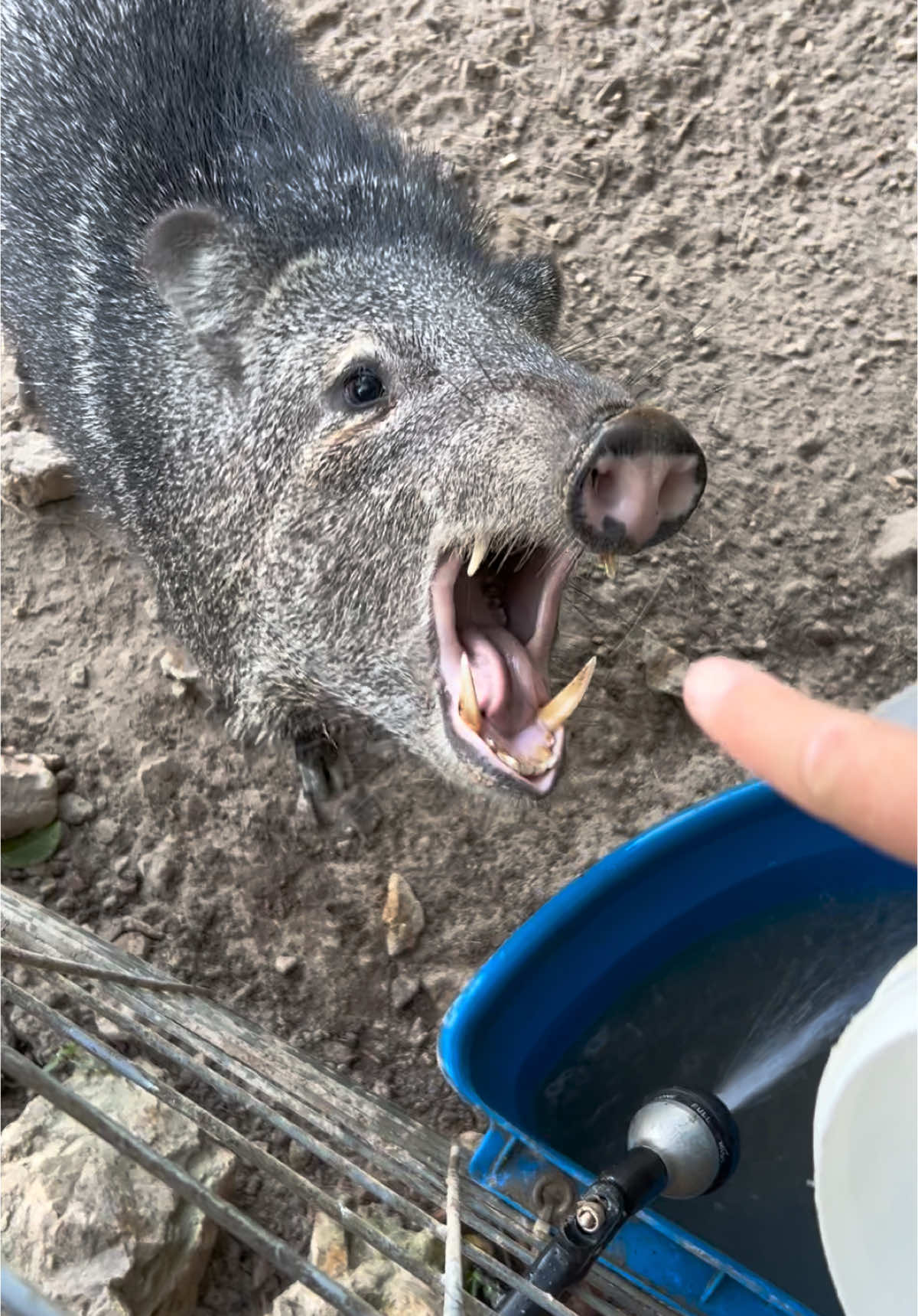 The thing about animals is they can be unpredictable. Looks like I won’t be using the white bucket anymore. #javelina #peccary #dangerous #wildlife #arizona 