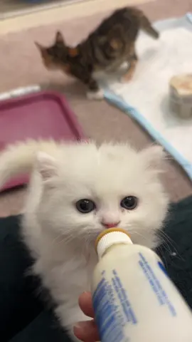 الذيل السعيد😹❤️