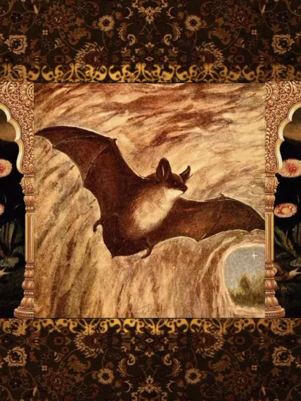 one of the most fascinating animals 🦇 • • • #bat #batsoftiktok #bats  #nostalgia #luciddreans #digitalcamera #moodboard #foryou #foryoupage #foryourpage #viral #pinterest #mecore #targetaudience #viralvideo #viraltiktok #blowthisup 