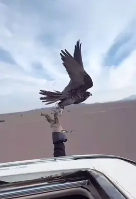 قام يتبطح ويتقدم على القير🪶🔥. #explore #viral #fypツ #fyp #4u #صقاقير_الخليج #جير #مقناص 