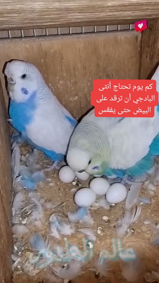 الرد على @x7o_v #طيور_الزينة #البادجي #تربية_الكوكتيل #البادجي_الانجليزي #طيور_الزينه #تربية_الطيور #تربية_الطيور_الزينة #ببغاء 