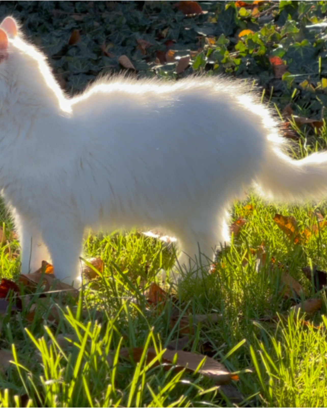 #Summer #fyp #cat 