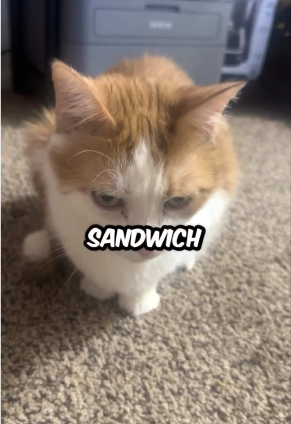 sandwich. #larry #evillarry #catmemes #evilburga #chillcatguy #catsoftiktok #dankmemes #dankmeme #offlain #catmeme #scarieststories 