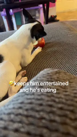 #dogs 🐕 🐶