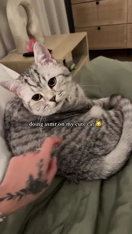 I can’t tell if he liked that or not 😭 #asmr #smudge #fyp #cats #catasmr 