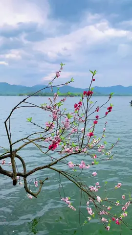 Mỹ cảnh nhân gian #canhdep #canhdepthiennhien #caycanh 