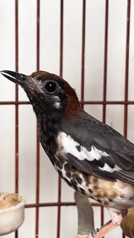 Selamat pagi, selamat beraktifitas  #sidoarjo #timj #timjbirdfarm #fyp #trending #akjatim #punglorkembang #aniskembang #punglor #ternaksampekmanak   