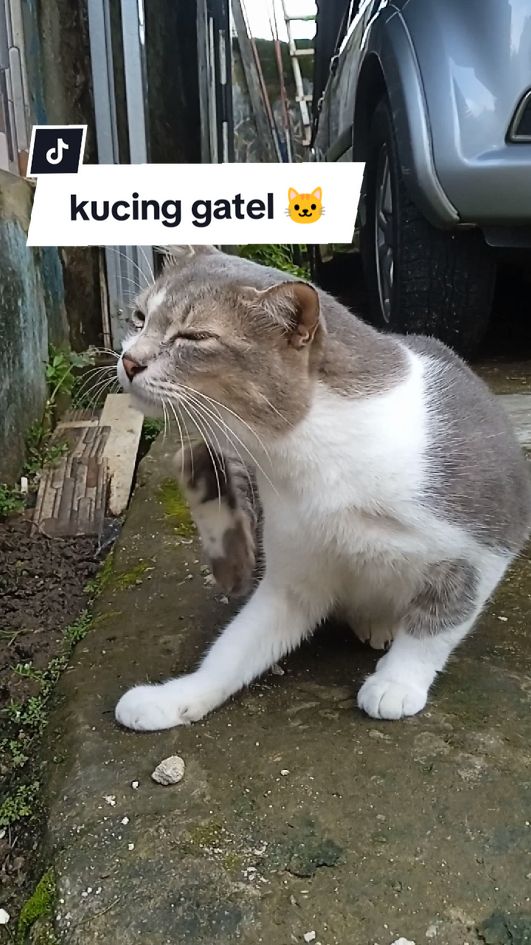 🙀: 
