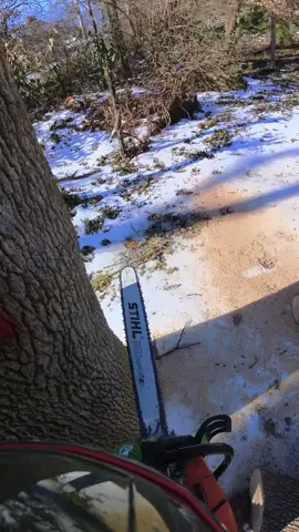 #Arbortec #treework  🌲🌳🤙🏼