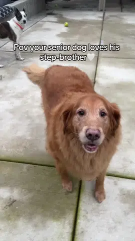 I love seeing him act young again🥹#goldenretriever #goldensoftiktok #dogs 
