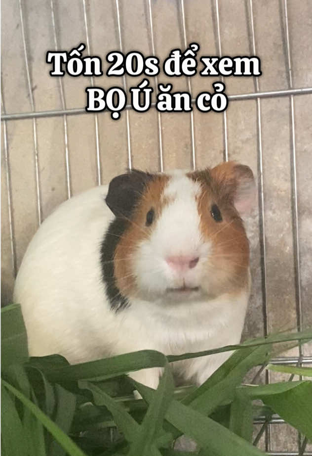 nó zị đó #LITSDEPCHOAI #bọúxinhxẻo #chuotlang #guineapigsoftiktok #guineapigs #pet #fyp #xuhuong 