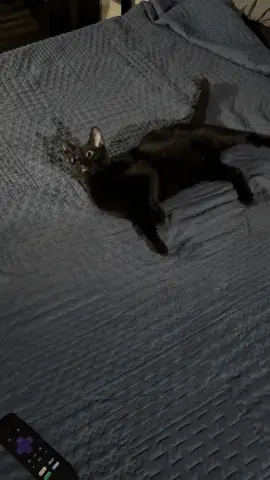 My sweet Padme, my Paddy Mae, my Paddy Poot, Pootus Maximus, Fatty Paddy, Fattus Paddus, Paddy the Baddie, She who Pads a Lot. #cat #blackcat