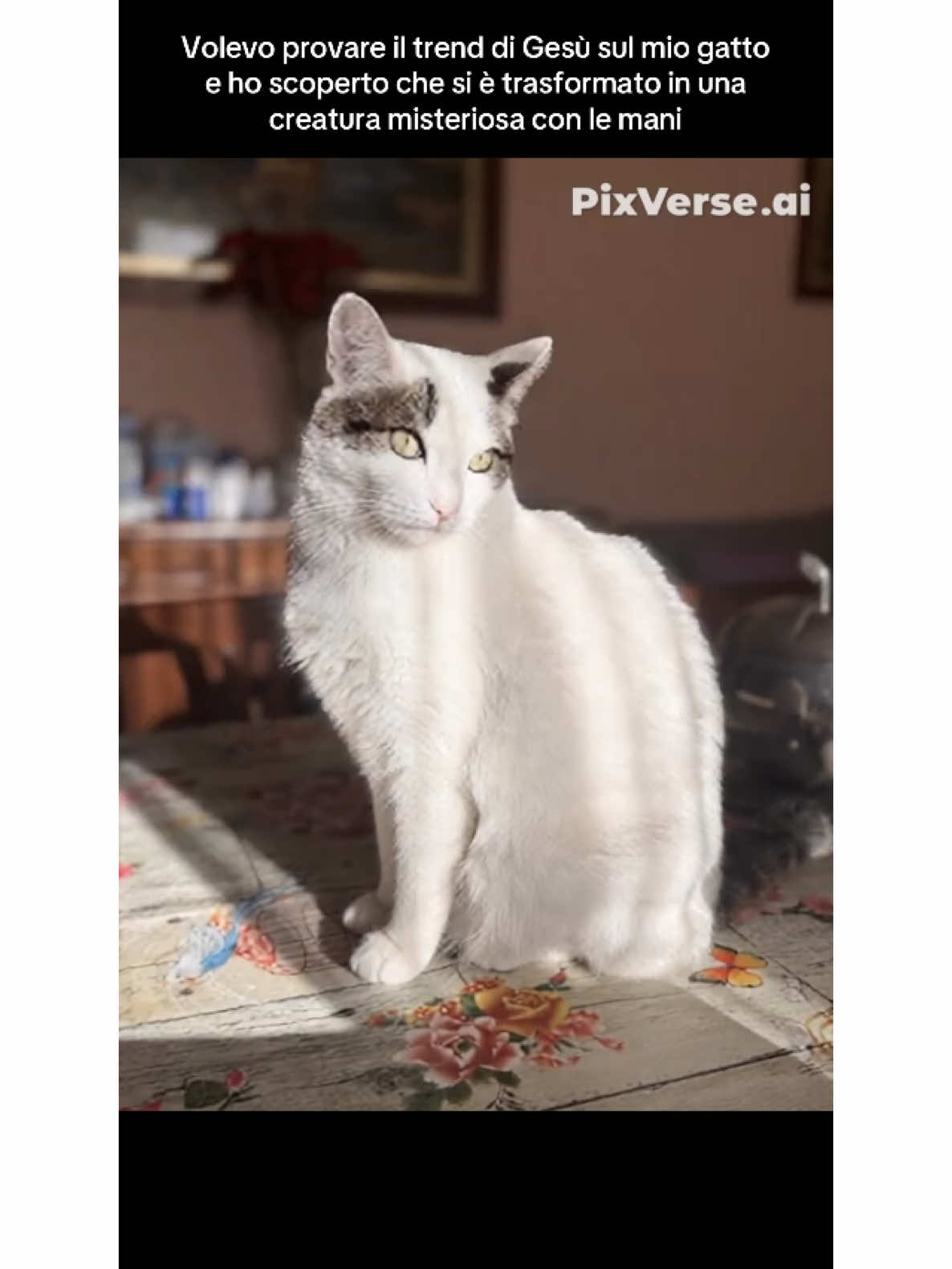 che paura😂#gesu#cat#gatto#fyp#trend#foryou 
