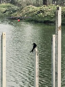 সারাজীবন ভুল'ই করে গেলাম❤️‍🩹#foryou #foryourpage #viral #viralvideo #unfrezzmyaccount #grow #fyp @TikTok Bangladesh @TikTok 