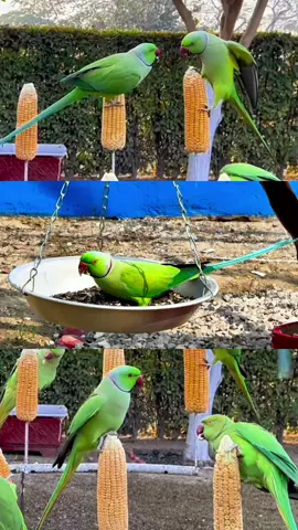 Gift for parrots lover#birds #parrots #birdslover #parrotslover 