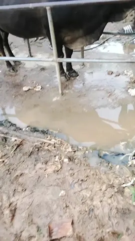 #ค่ายโคผู้ใหญ่ดําลําทับ🐂💐  #ดุกด้างฉัตรชัยขวัญใจสามพลัง  #ทายาทขอนแก่น 💐🐂 #ติดแล้วครับ🐂