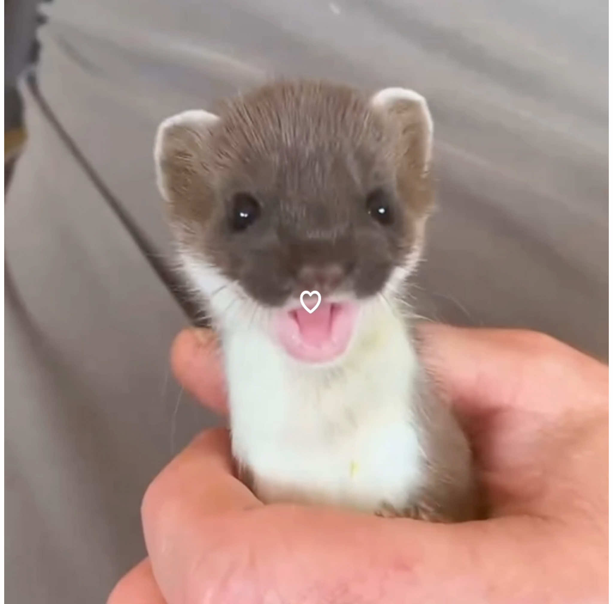 hiii!! I’m alive:3 // baby stoats are so freaking cute 😭 || #babystoats #babystoat #stoat #babyanimal #cute #foryoupage #foryou #fyp 