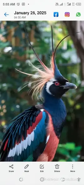 most unique Bird of the world #uneequevideo #uniquebirds #trendingmusic 