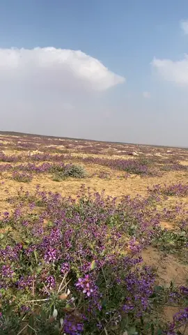 #الطراق_القصيم / المخرم