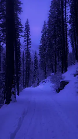 Purple hour #forest #winter #real #landscape 