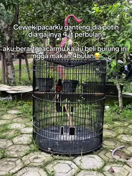 ANJAY🫣🔥. #muraimaniaindonesia #muraibatumania 