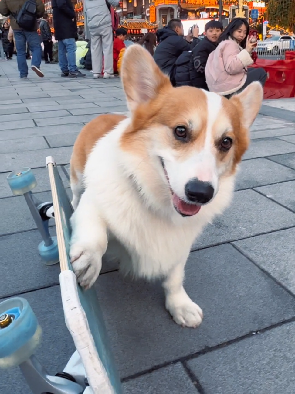Skater dog in action! 🛹🐶 #dog #dogsoftiktok #doglover #corgi #funny #pet #smart 