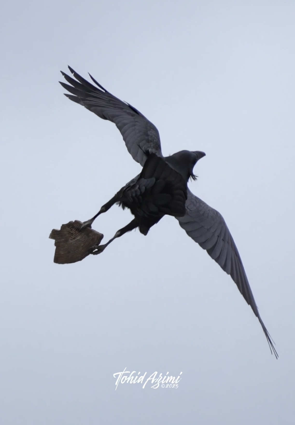 On windy days Ravens become acrobats. . . . #ravens #blackbird #acrobat 