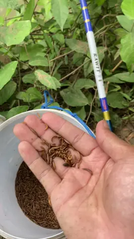 tak kasih info spot kang #mancingwader #mancingteknikpecut #fyp #foryoupage #kebumen 