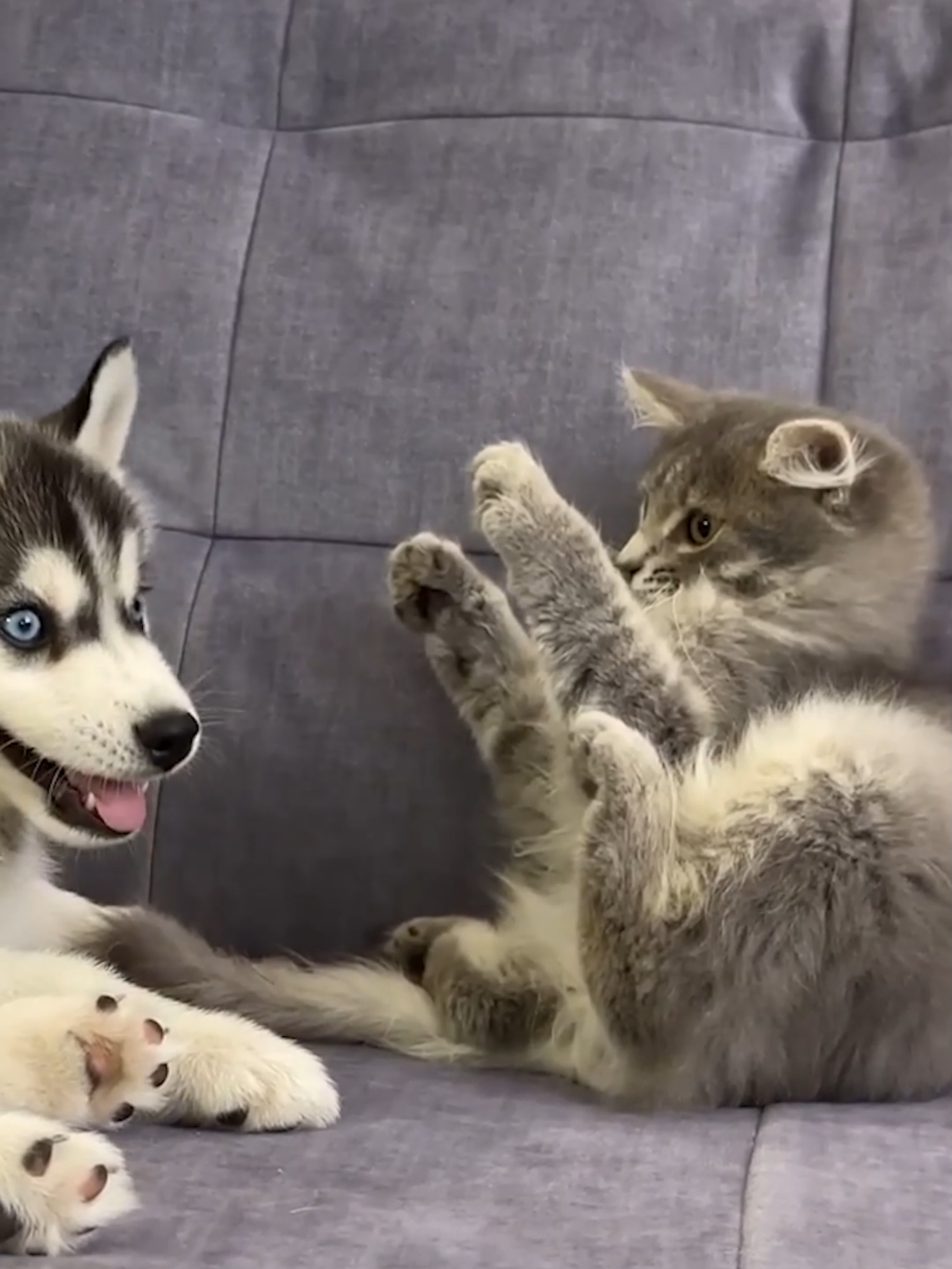 Husky Puppy Meets Kitten for the First Time! 🐾💕 Adorable Reaction Alert . . #HuskyPuppy #KittenMeetHusky #AdorablePets #FirstTimeMeeting #PuppyReacts #KittenLove #PetInteractions #CuteAnimalMoments #AnimalFriendship #UKPetLovers #DogMeetsCat #HeartwarmingPets #PetReactions #TrendingPets #ASMRPets