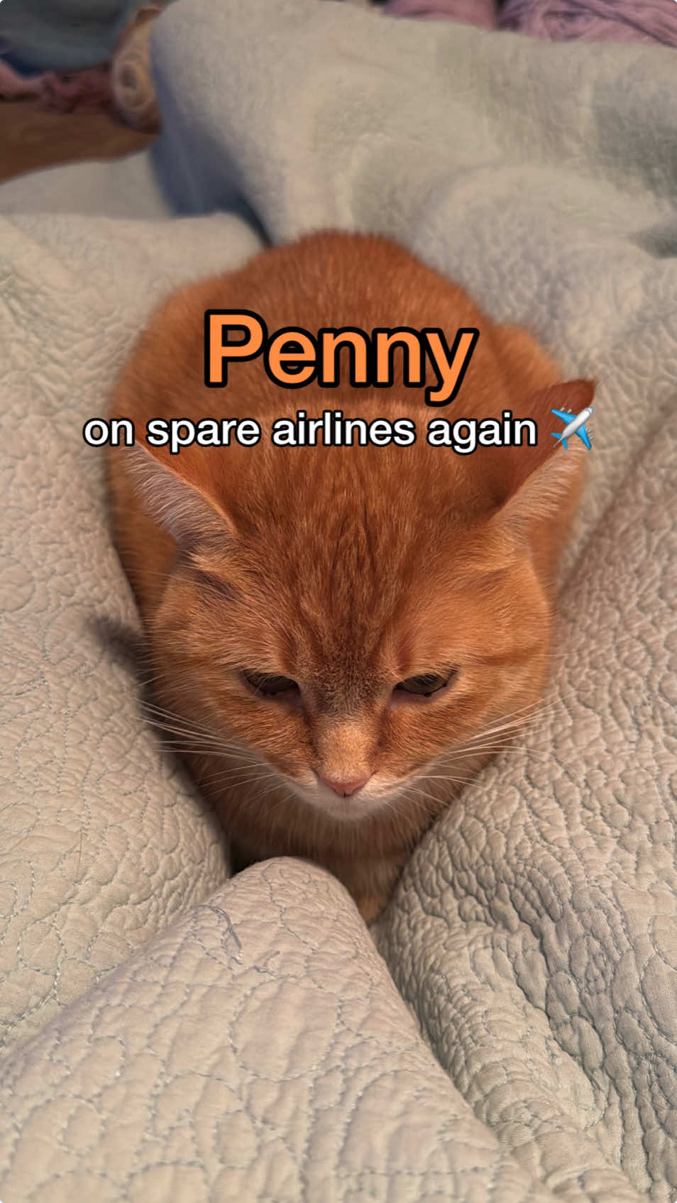 spare airlines - where 2nd best is better than nothing at all 