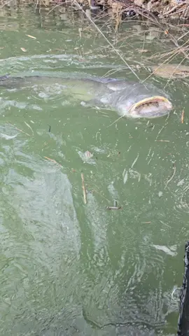 #fishing #pesca #wędkarstwo #catfish #siluro #sum #monsterfish #riverfishing #bigfish 