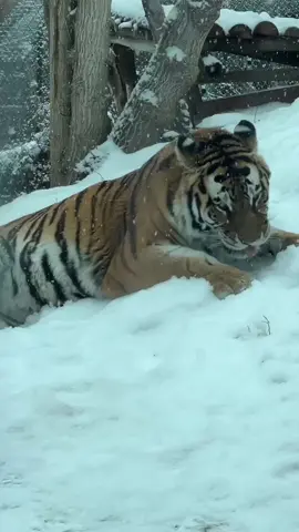 Dropping some knowledge on this #TongueOutTuesday 😝 When tigers (and many other animals) curl their lips, expose their teeth, and take a deep sniff, they’re using a unique process called the flehmen response. This behavior sends scents to the vomeronasal organ, or Jacobson’s organ, located on the roof of their mouth, helping them detect and interpret smells in their environment. #utahshoglezoo #hoglezoo #flehmenresponse #tigers #tiger #snow #utah #zoo #fyp
