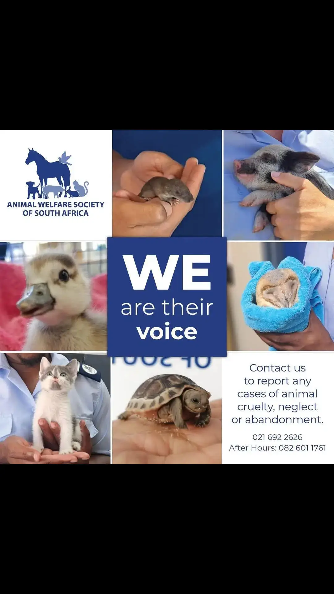 #animallovers #animalwelfare #capetown #animalsoftiktok 