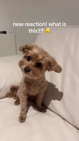New reaction  to sound 🫨 #maltipoo #doglovers #reaction #dog 
