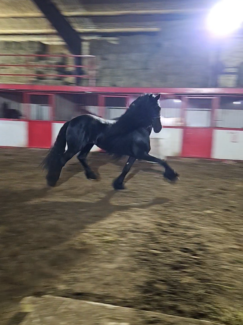 #pantera #imported #friesian #black #unique #horse #caballos #foryoupage #caballosbailadores #stunning #equestrian #barn #farmlife #negro #notforsale 