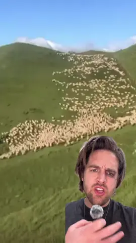 Canada banning sheep dogs #dog #pet #sheep #sheepdog #farm #fyp #foryou #foryoupage 