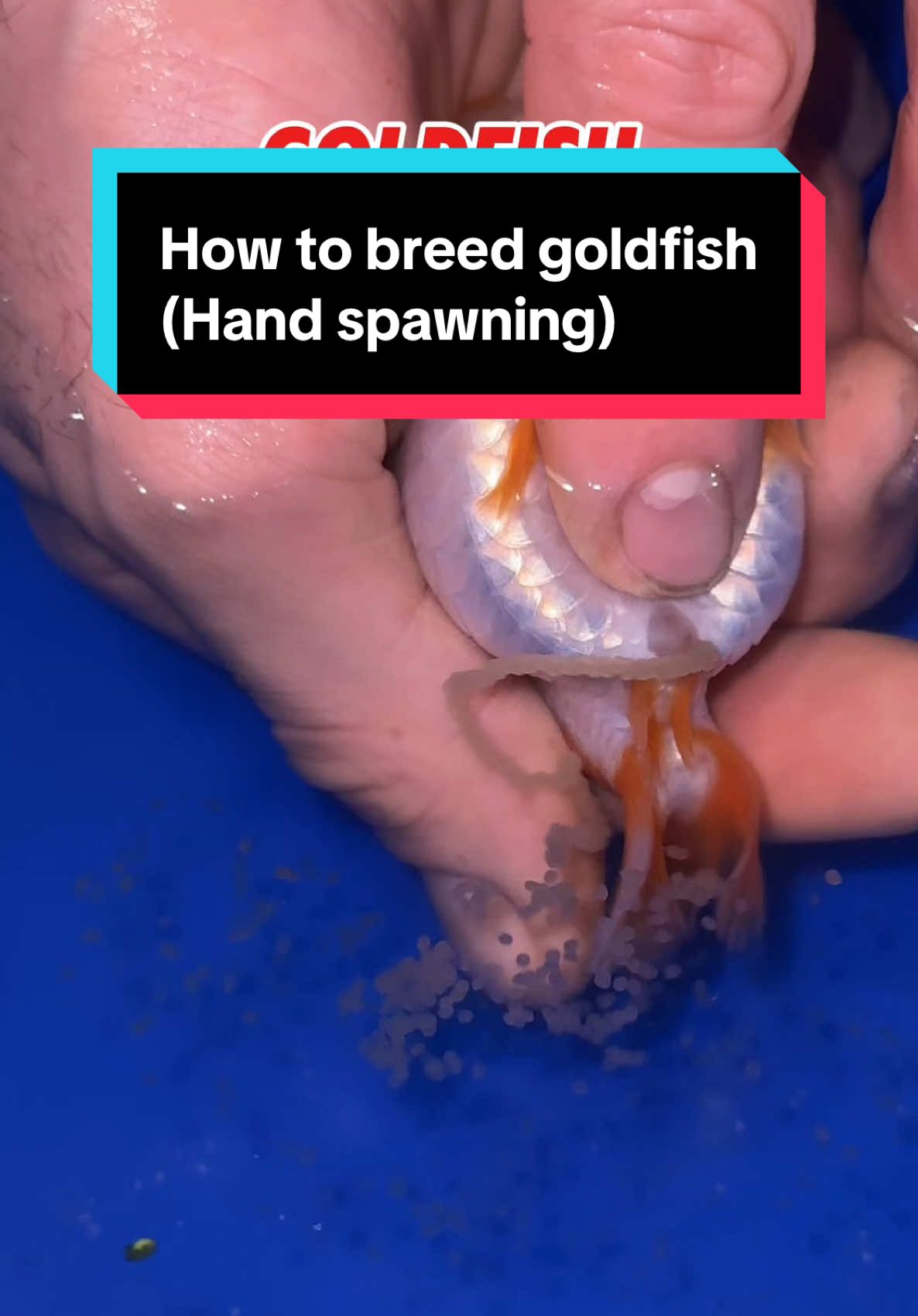 This is how I breed goldfish now. Manual spawning of the goldfish in a small tub allows for greater fertilization than using spawning mops, and moving the egg bucket into a clean cycled tank allows for great water quality during the incubation period. #fish #goldfish #aquarium #ranchu #fishbreeding 