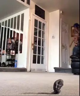 #lightskinmonte #rat #dance #ratdance #fyp @LightskinMonte 