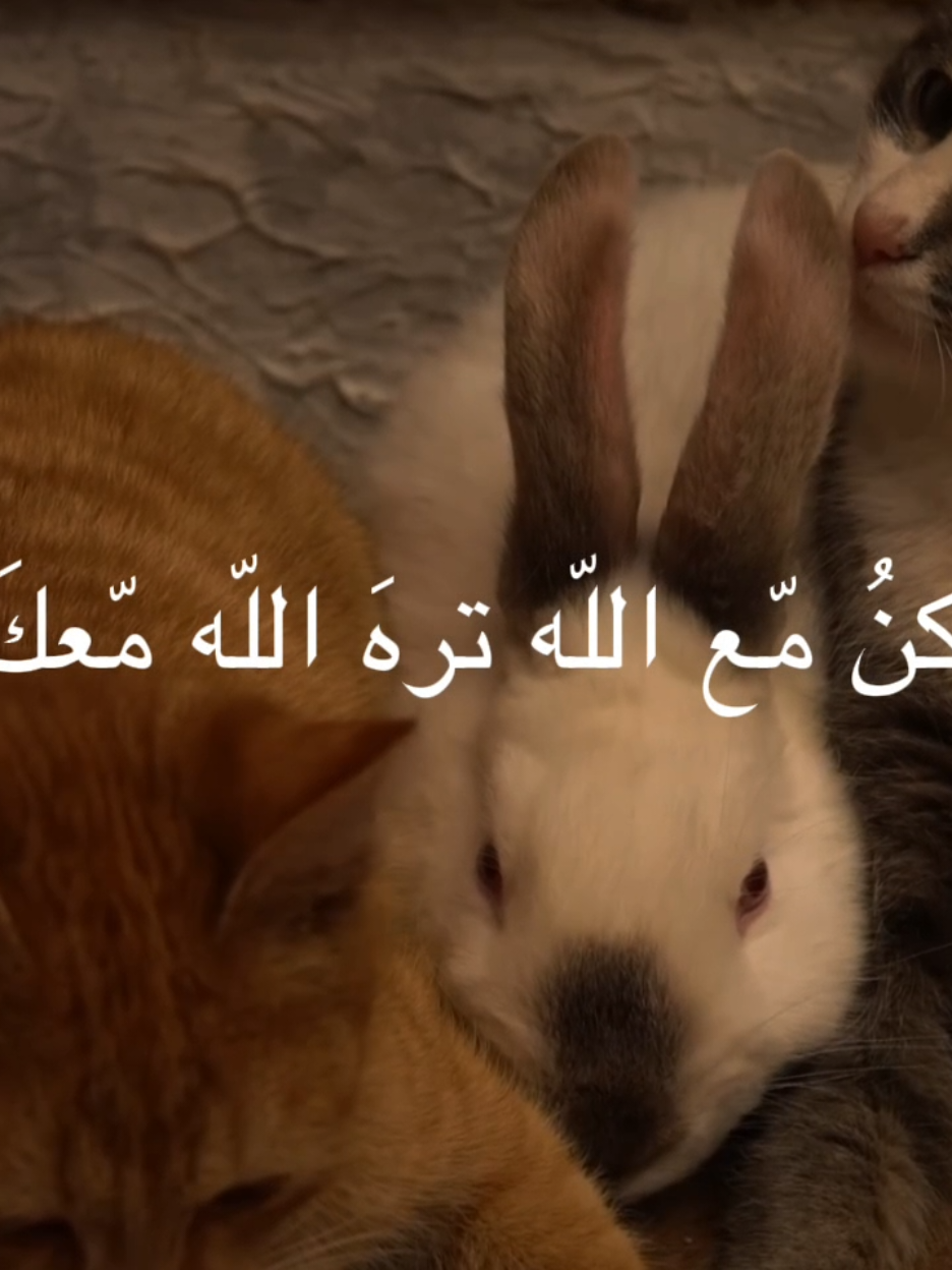 تره الله معك  #الشيخ_علي_المياحي  #الله #اكسبلورexplore 